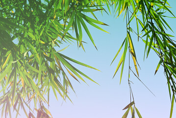 Bamboo leaves in fresh clear morning air. A serene in green nature atmosphere of beautiful bamboo forest. An energetic of summer background with copy space.