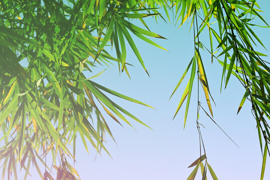Bamboo leaves in fresh clear morning air. A serene in green nature atmosphere of beautiful bamboo forest. An energetic of summer background with copy space. © namsai