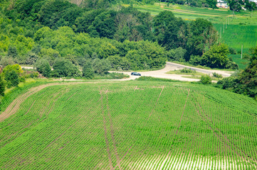 Fototapeta na wymiar Rural landscape, green field sown with soybeans on a summer day in Ukraine