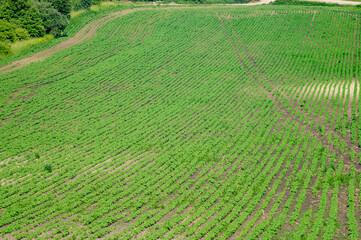 Rural landscape, green field sown with soybeans on a summer day in Ukraine