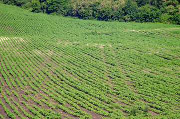 Rural landscape, green field sown with soybeans on a summer day in Ukraine