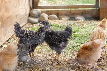 Young chickens in coop