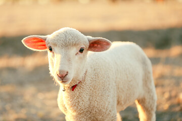 Stock image photo of beautiful young pet lamb wearing collar standing in field in golden light at sunset