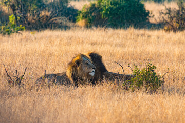Two male lions lying lazily in the african savanna
