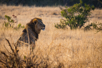 Male lion watching the savanna awakening