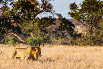 Male lion stroling through the african savanna early morning
