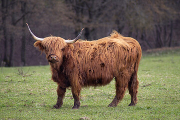 brown highland cattle in green