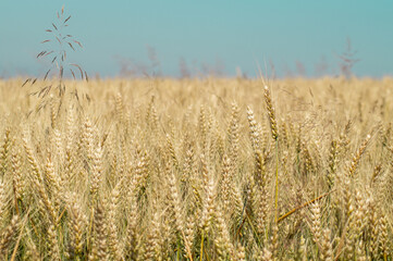 field of wheat