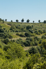 Fototapeta na wymiar sunny green landscape with trees on horizon