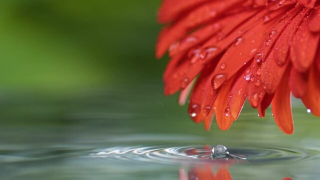 Drops of crystal clear water roll down flower petals and fall into the pond. Wet red daisy gerbera flower with water drops on petals. Delicate summer nature background. Slow motion shot