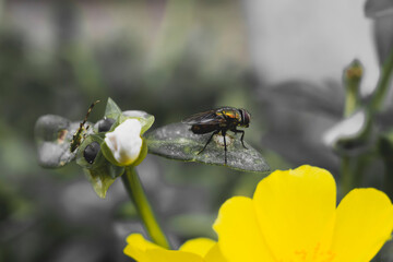 fly on flower