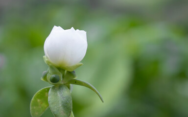 a small white flower planted on the hill and planted in various houses for tourists