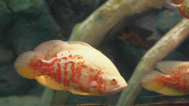 Malawi Cichlid tropical fish swimming in aquarium,