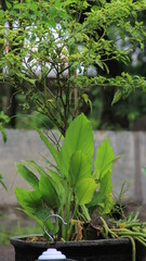 wet leaves after rain