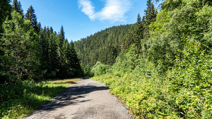 Fototapeta na wymiar abwärtsführender Wanderweg umgeben von Bergen Wald und Wiesen bei strahlend blauem Himmel