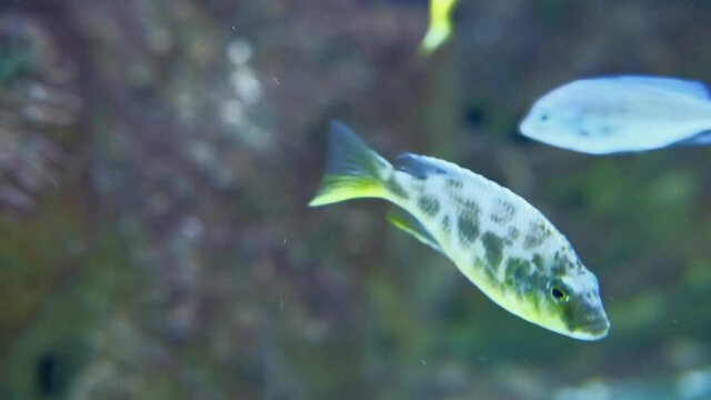 Malawi Cichlid tropical fish swimming in aquarium,
