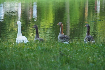 Cztery wielkich kaczki na tle jeziora, Zaporoże, Ukraina © vofchok