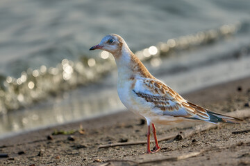 Young black-headed gull (Larus ridibundus). Close-up.