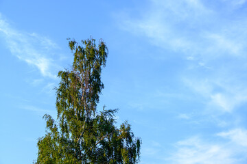 Beautiful natural background. The top of a birch tree against a blue sky with light clouds. Soft focus. Space for lettering and design