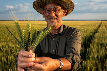 Fototapeta premium Senior farmer in standing in wheat field examining crop at sunset.