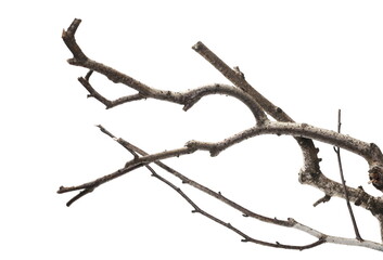 Barren tree branch, twig isolated on white background and texture, clipping path