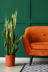 Houseplant and stylish sofa near color wall