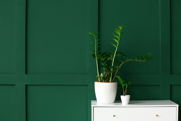 Houseplants on chest of drawers near color wall