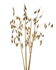 Oat ears isolated on white background with clipping path