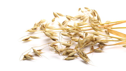 Oat ears isolated on white background