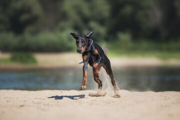Doberman Pinscher dog running on the beach
