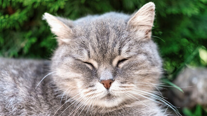 Sleeping gray cat in the nature