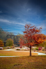autumn trees in the park