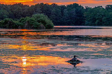 Abendstimmung am Waldsee