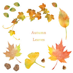 秋の色づいた葉と松ぼっくりの水彩画セット Set of watercolor autumn leaves