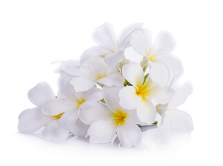 White prangipani isolated on white background