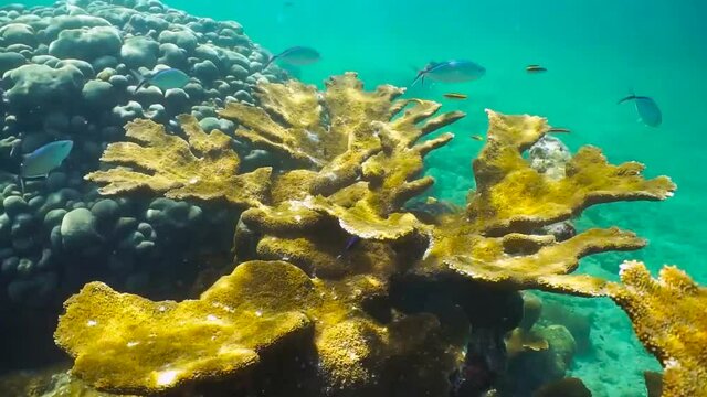 Elkhorn coral underwater in a reef of the Caribbean sea with Bar jack fish