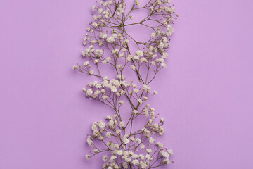 Beautiful gypsophila flowers on color background
