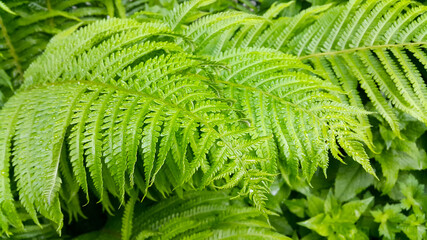 Fresh green foliage of fern with wraindrops