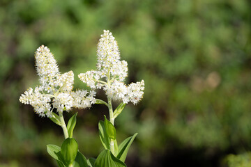 高山植物　コバイケイソウ