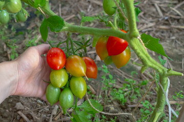 Tomatoes ripen on a plant in greenhouses, red tomatoes on a branch of a tomato bush in the garden