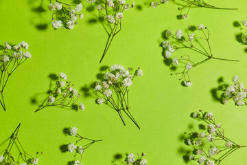 Beautiful gypsophila flowers on color background