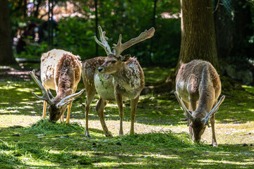 The fallow deer, Dama mesopotamica is a ruminant mammal