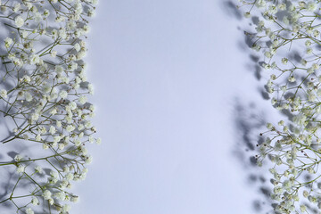 Beautiful gypsophila flowers on light background