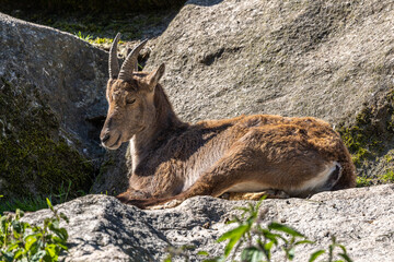 Male mountain ibex or capra ibex sitting on a rock