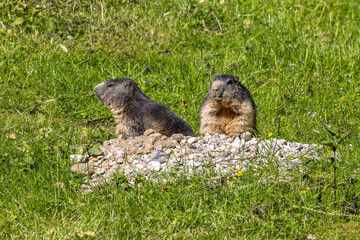 Alpine marmot, marmota marmota, in a German park