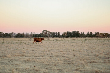 Fototapeta na wymiar Lone cow walking in field in tranquil pink sunset