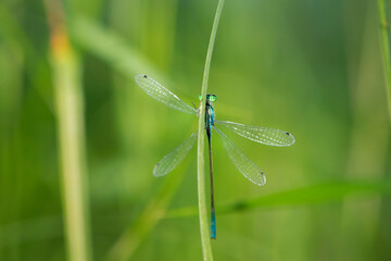 Coenagrion pulchellum. a dragonfly hiding behind the grass. small blue dragonfly on a field plant. big green eyes. autumn or summer background. small predator. macro nature, insect close-up.