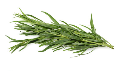 Fototapeta premium Artemisia Dracunculus