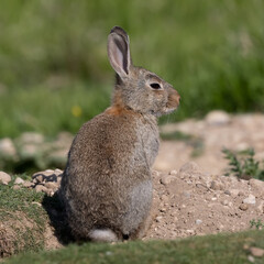 European rabbit, Common rabbit, Oryctolagus cuniculus sitting on a meadow at Munich