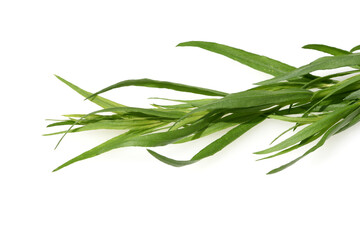 Artemisia Dracunculus